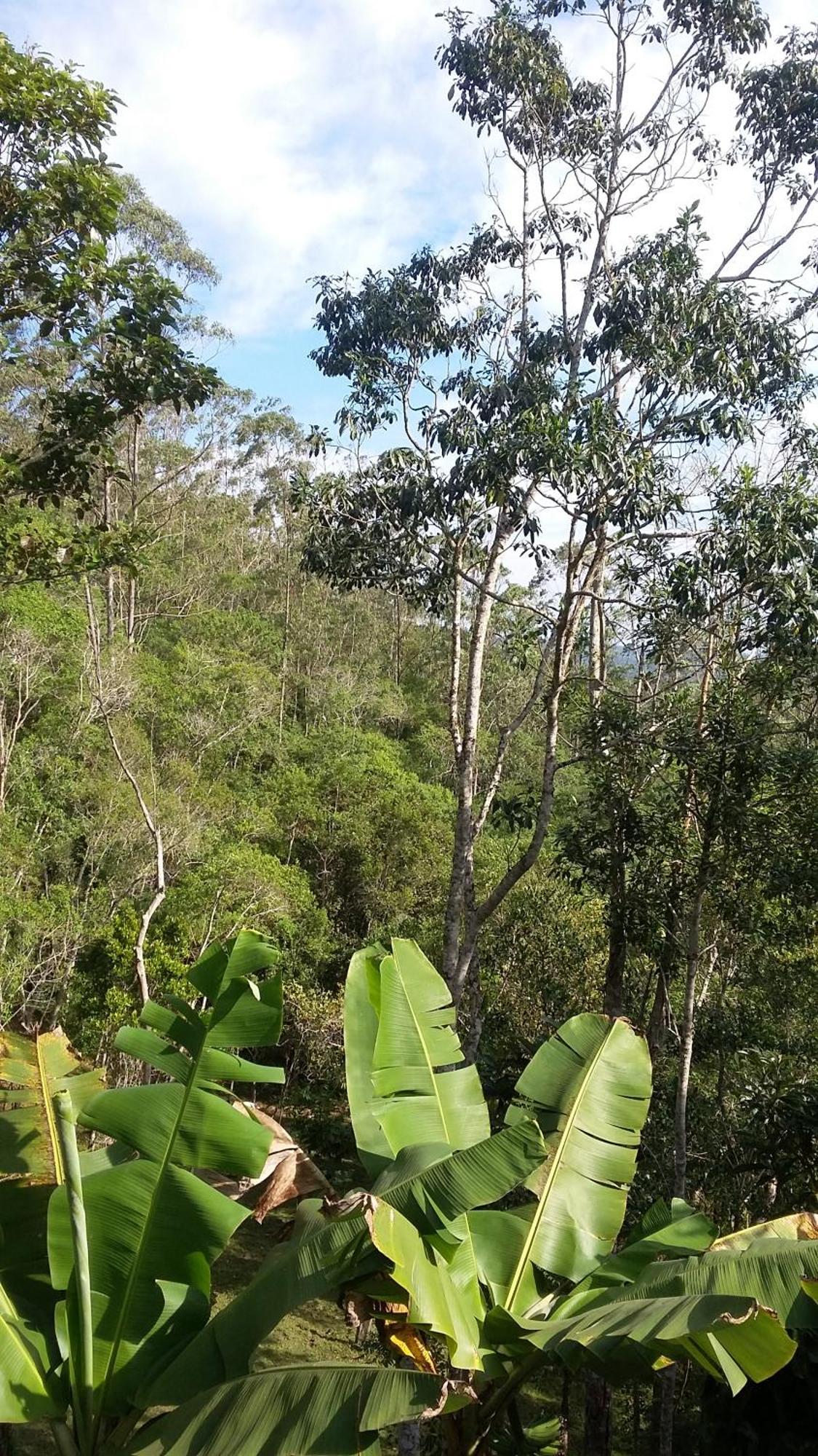 Kitnet Em Meio A Mata Atlantica Juquitiba Kültér fotó